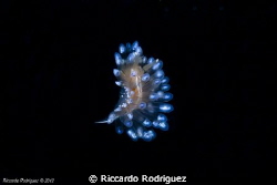 A flying Nudibranchia..... by Riccardo Rodriguez 